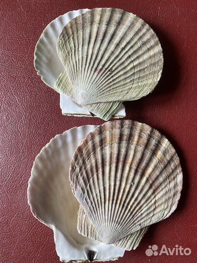 Ракушка морского гребешка, 4 шт