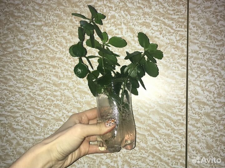 Комнатные цветы каланхоэ