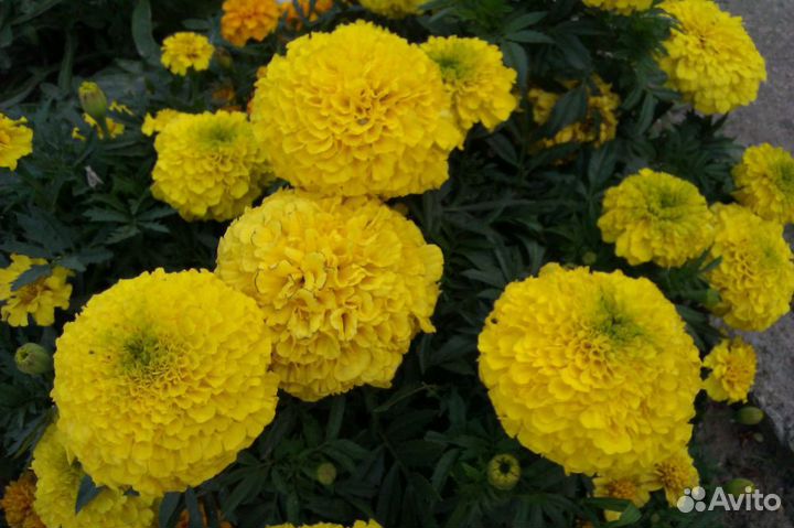 Бархатцы (Тагетис) крупный однолетние цветы оптом