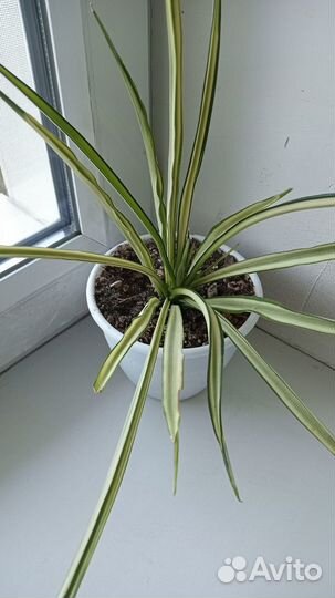 Сансевиерия Парва вариегатная