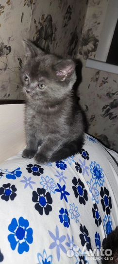 Британский кот