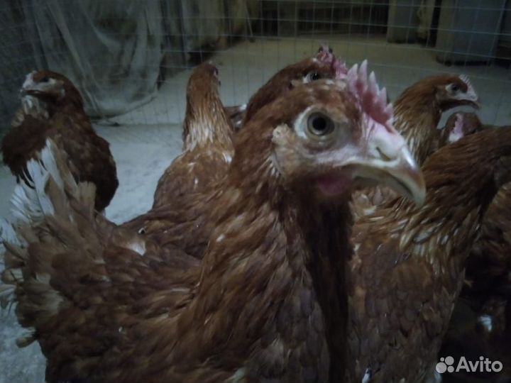 Куры несушки, утята, гусята, бройлер, цыплята