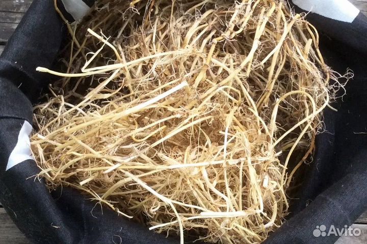 Корень лопуха, одуванчика, пырея, копеечник