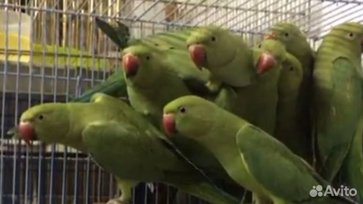 Ожереловые попугаи птеньчики