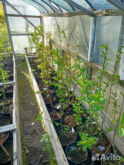 Черевишня(Дюк)