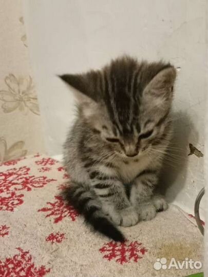 Кошки в добрые руки
