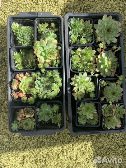 Молодило каменная роза