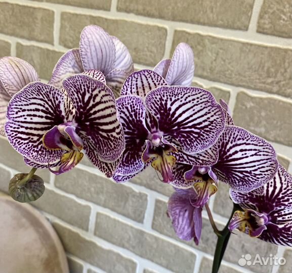 Орхидея фаленопсис