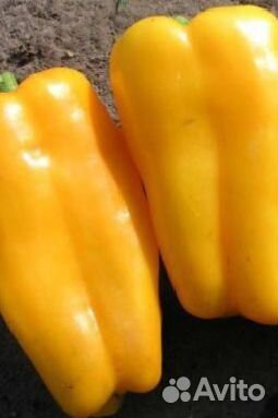 Семена сладких гигантских сортов перца