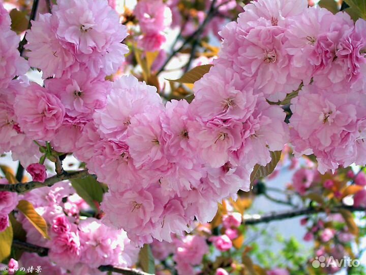 Сакура,миндаль,саженцы 2-3 летки