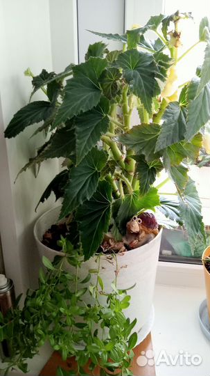 Бегония желтая,кипарис и туя