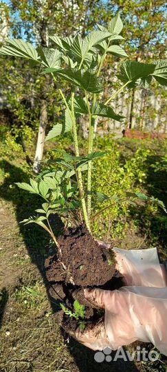 Саженцы ремонтантной малины