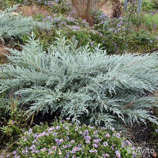 Грей Оул можжевельник