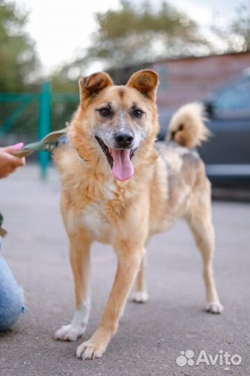 Собака Умка из приюта хочет найти семью