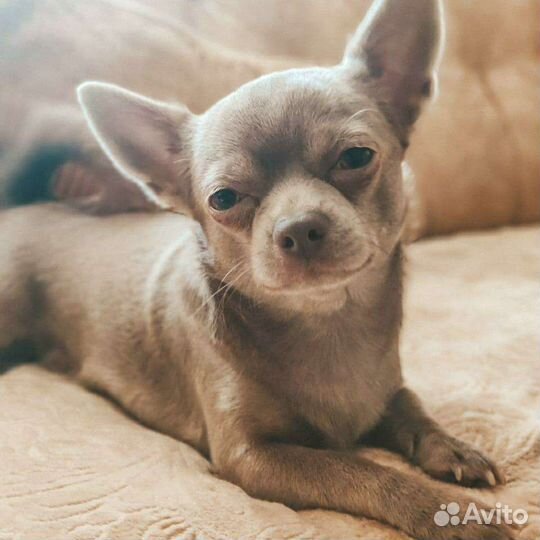 Вязка кобель чихуахуа