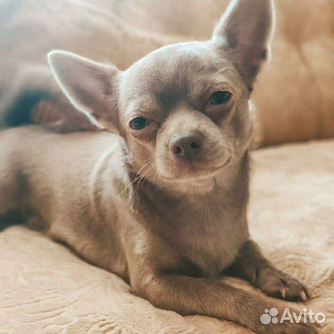 Вязка кобель чихуахуа