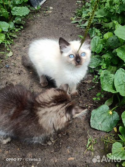 Кошка в дар