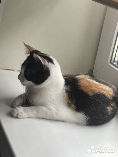 Котенок подросток в дар