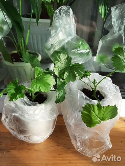 Пеларгония герань