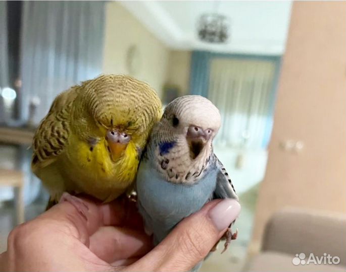 Выставочные волнистые попугаи (ввп)чехи с клеткой