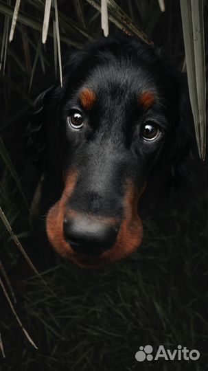 Фотоаппарат Nikon Z50 с двумя объективами