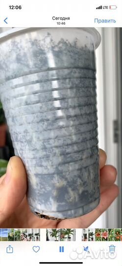 Кодиеум кротон