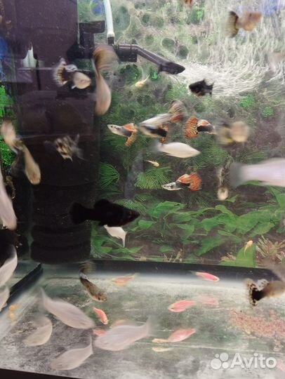 Меченосцы, гуппи