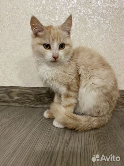 Рыжий котенок в добрые руки