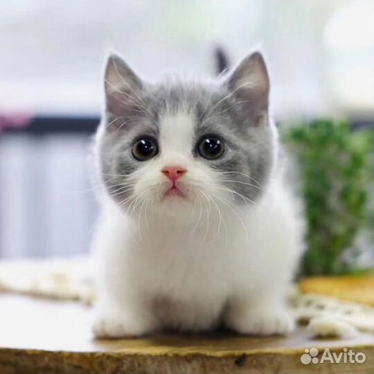 Котята манчкин