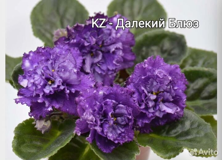 Фиалка сортовве