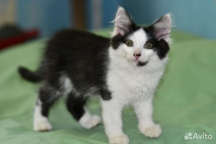 Котенок Амур в добрые руки