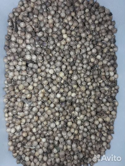 Кориандр.Кинза.Домашние семена