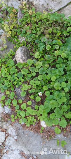 Почвопокровные растения