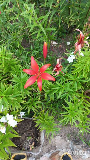 Лилии луковицы