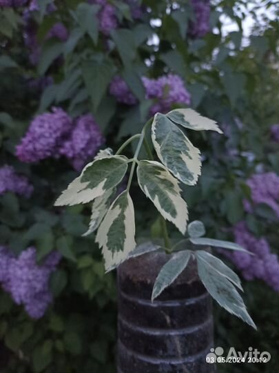 Пиретрум (девичья ромашка). Сныть пестролистная