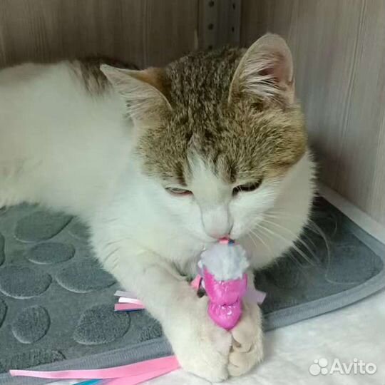 Котик в добрые руки