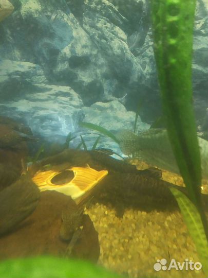 Аквариум 200л