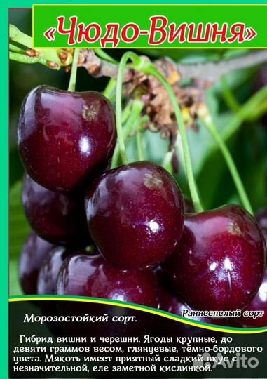 Вишня шоколадница