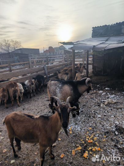 Нубийские козы