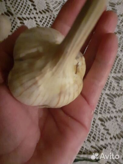 Ампельная Петунья Тайдел,Лобелия плетистая