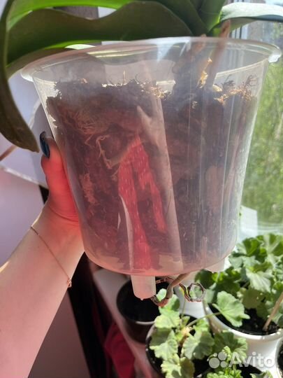 Орхидея фаленопсис биг лип