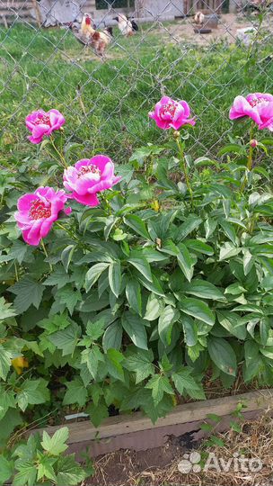 Пион Спиффи