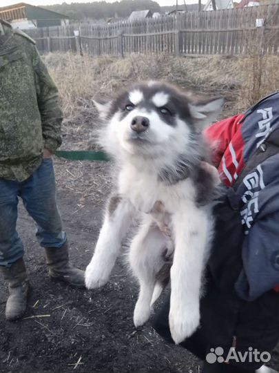 Аляскинский маламут щенки