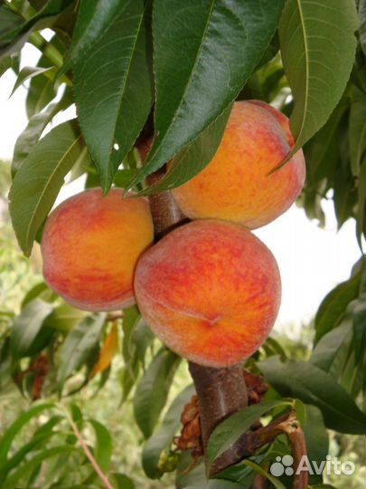 Саженцы плодовые, декоративные, кустарники