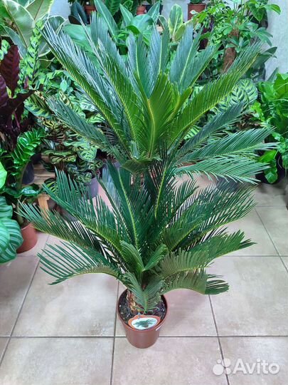 Пальма цикас Revoluta