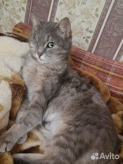 Кошечка в добрые руки