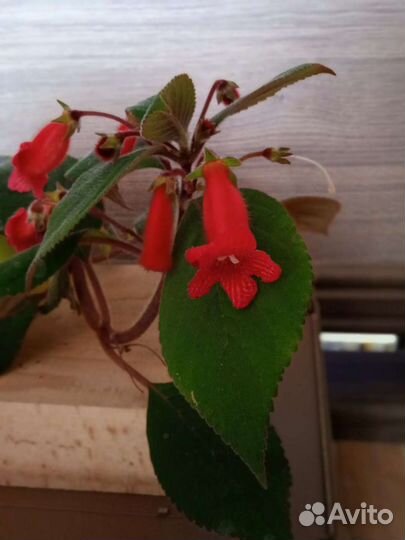 Комнатные растения для дома и офиса