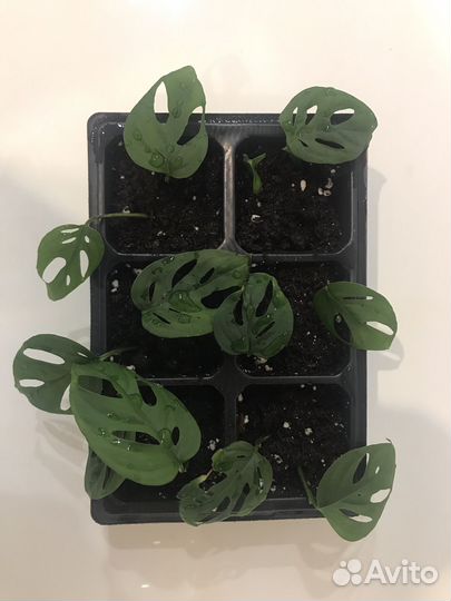 Монстера. Акумината