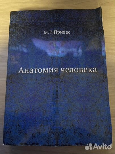 Привес анатомия человека