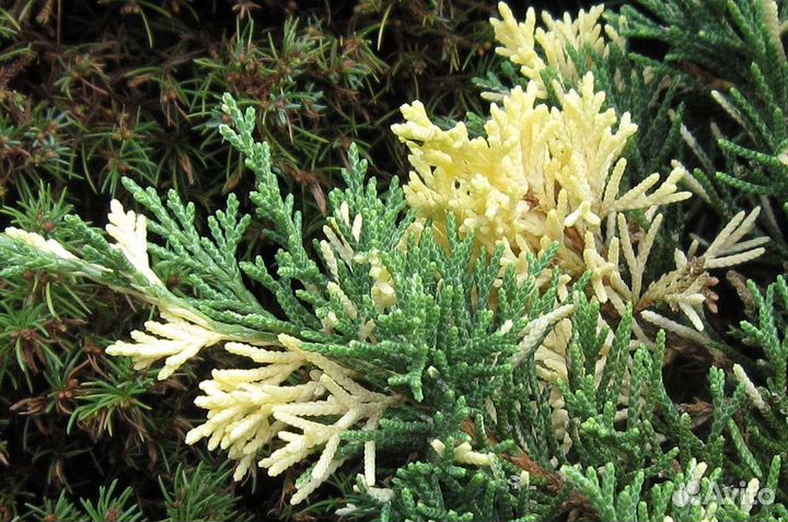 Можжевельник Вариегата